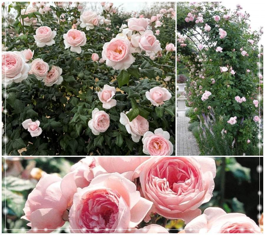 Nahema róże pnące